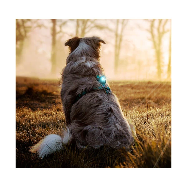 Orbiloc Lampe LED Dog Dual Safety Light â Image 4