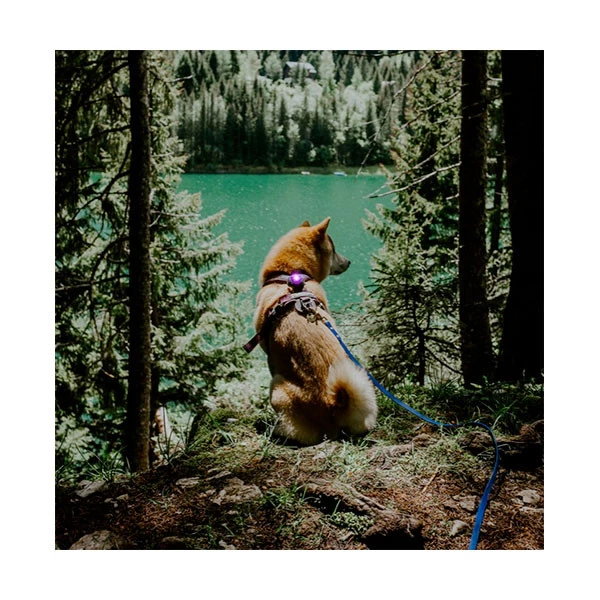 Orbiloc Lampe LED Dog Dual Safety Light â Image 5