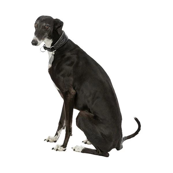 Trixie Active Comfort Pour LĂ©vrier Noir & Gris â Image 4